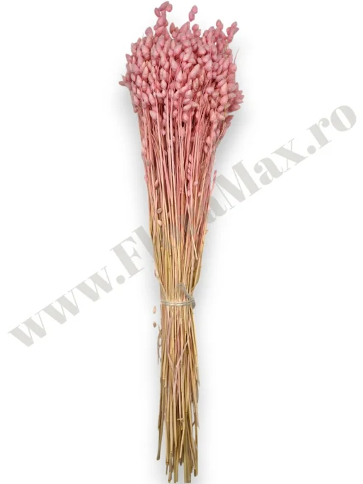 briza-maxima-calitate-premium-flori-uscate-ieftine-70g.jpg [1]
