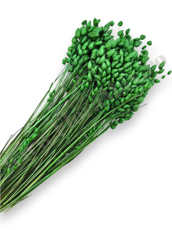 Briza Maxima - briza-maxima-calitate-premium-flori-uscate-ieftine-70g.jpg