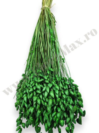 briza-maxima-calitate-premium-flori-uscate-ieftine-70g.jpg [1]