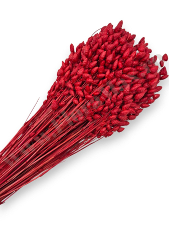 Briza Maxima - briza-maxima-calitate-premium-flori-uscate-ieftine-70g.jpg