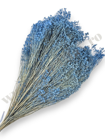 Broom Bloom - Broom Bloom – flori uscate premium