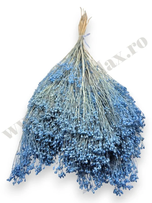 Broom Bloom – flori uscate premium [1]