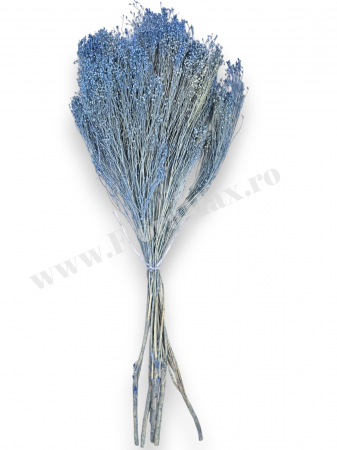 Broom Bloom – flori uscate premium [2]