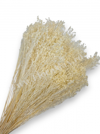 Produse - Broom Bloom – flori uscate premium