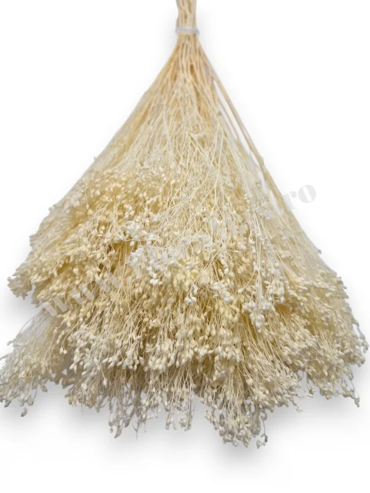 Produse - Broom Bloom – flori uscate premium