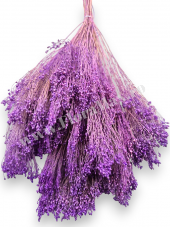 Broom Bloom – flori uscate premium [1]