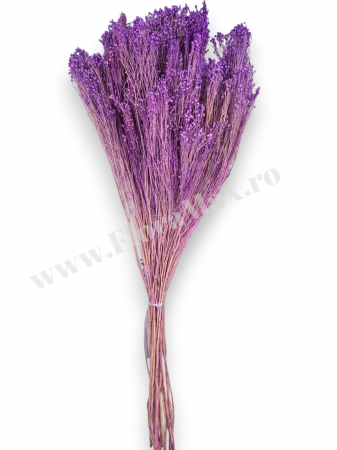 Broom Bloom – flori uscate premium [2]