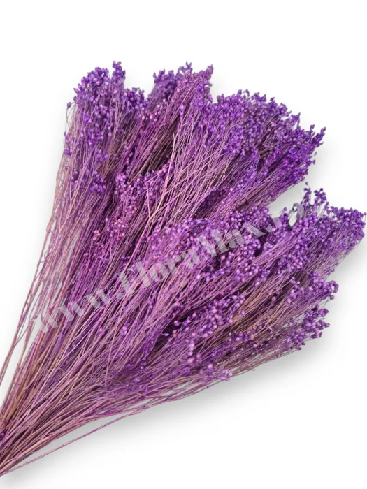 Broom Bloom – flori uscate premium