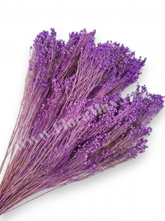 Broom Bloom - Broom Bloom – flori uscate premium