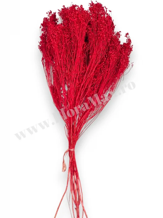 Broom Bloom – flori uscate premium [1]