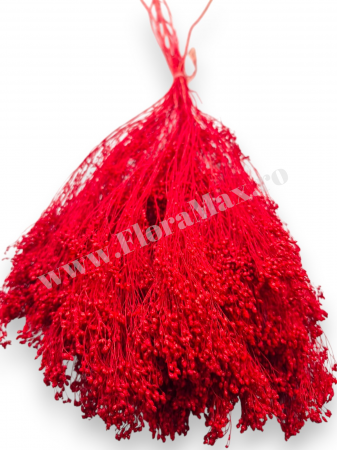 Broom Bloom – flori uscate premium [1]