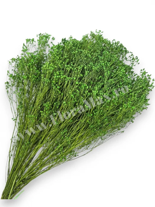 Broom Bloom - Broom Bloom – flori uscate premium