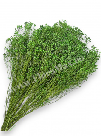 Broom Bloom - Broom Bloom – flori uscate premium