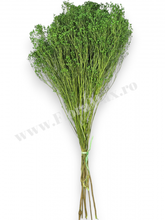 Broom Bloom – flori uscate premium [2]