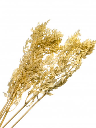 Diverse Flori Uscate - CALITATEA 2 - Ruscus ALBIT USCAT 150 grame