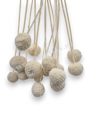 Craspedia flori uscate naturale – buchet galben vibrant pentru decor modern si aranjamente florale [1]