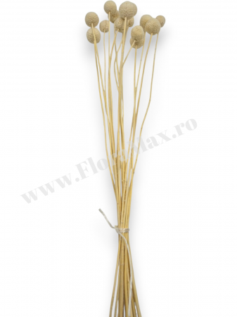 Craspedia flori uscate naturale – buchet galben vibrant pentru decor modern si aranjamente florale [2]