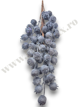 creanga-macese-mov-brumate-60cm-floramax [1]