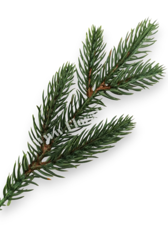 Produse - Crenguta brad verde 22 cm cu 5 ramificatii pentru aranjamente Craciun
