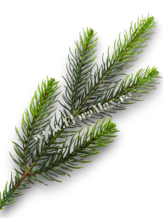Produse - Crenguta brad verde 28 cm cu 5 ramificatii pentru aranjamente Craciun