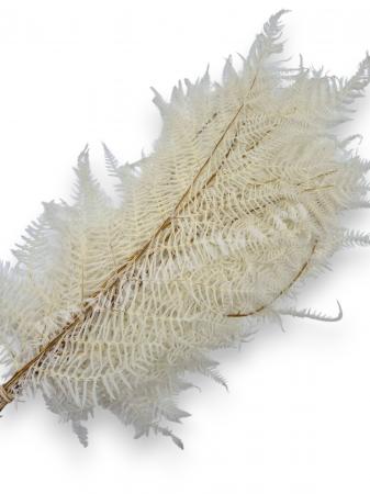 Diverse Flori Uscate - feriga-stabilizata-alb-ivory-10-fire-40-50cm