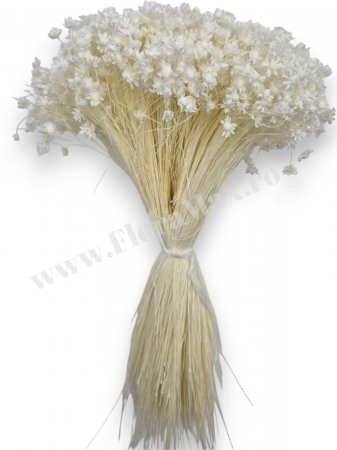 Glixia flori uscate naturale – buchet decorativ colorat pentru aranjamente florale, nunti si decor interior [2]