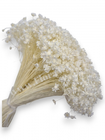 Diverse Flori Uscate - Glixia flori uscate naturale – buchet decorativ colorat pentru aranjamente florale, nunti si decor interior