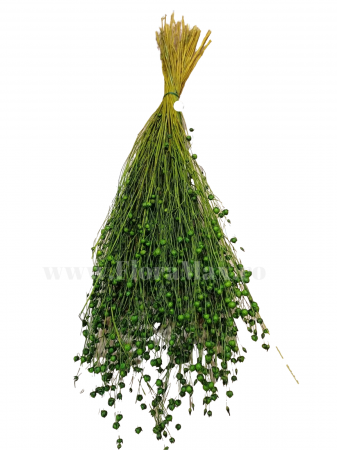 In ( Lino) - In ( Lino ) VERDE 100 grame