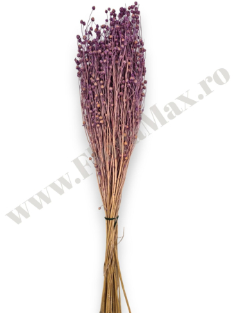 In ( Lino) - In (Lino) calitate premium flori uscate invitatii nunta botez