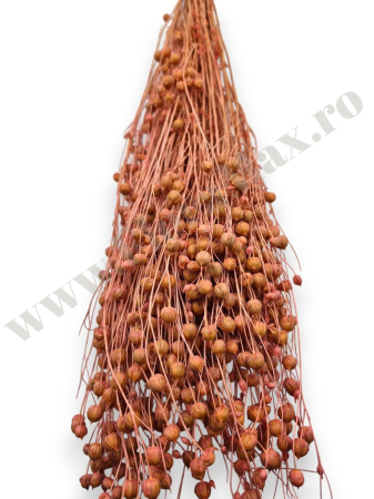 In ( Lino ) ROZ INCHIS 100 grame [2]