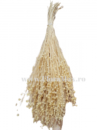 In ( Lino) - In ( Lino ) ALBIT 100 grame