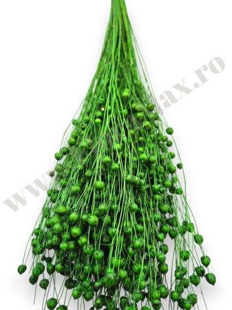 In ( Lino ) VERDE 100 grame [1]