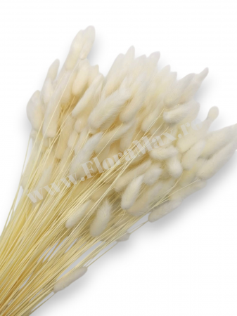 Lagurus - Lagurus uscat - Flori decorative naturale