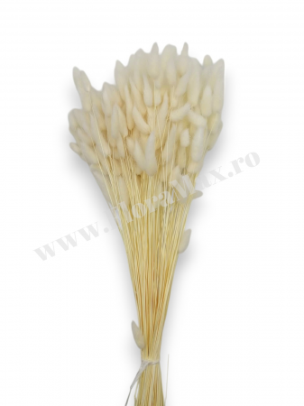 Lagurus uscat - Flori decorative naturale [1]