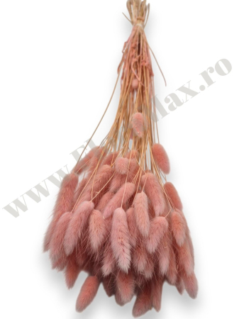 lagurus-50-grame-calitate-premium-buchete-mireasa-flori-uscate-criogenate [2]