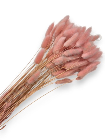 Lagurus - lagurus-50-grame-calitate-premium-buchete-mireasa-flori-uscate-criogenate