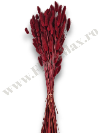 Lagurus uscat - Flori decorative naturale [2]