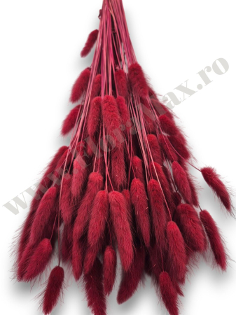 Lagurus uscat - Flori decorative naturale [1]