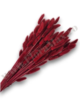 Produse-NOUTATI - Lagurus uscat - Flori decorative naturale