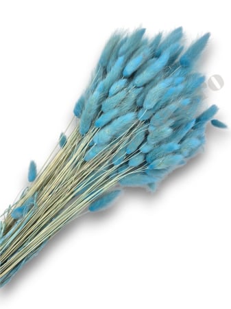 Produse-NOUTATI - Lagurus uscat - Flori decorative naturale