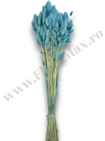 Lagurus uscat - Flori decorative naturale [1]