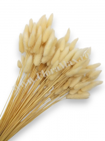 Lagurus - Lagurus uscat - Flori decorative naturale