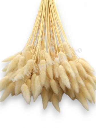 Lagurus uscat - Flori decorative naturale [2]