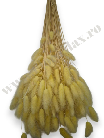 Lagurus uscat - Flori decorative naturale [1]