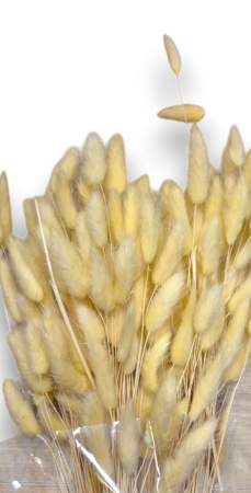 Lagurus uscat - Flori decorative naturale [1]