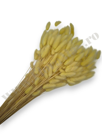 Lagurus - Lagurus uscat - Flori decorative naturale