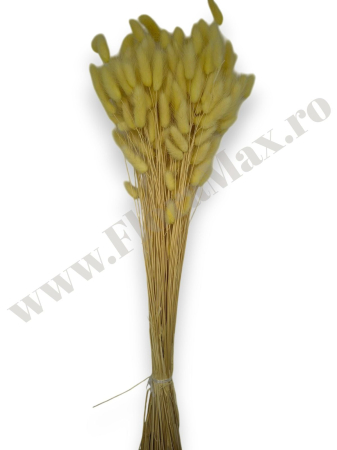 Lagurus uscat - Flori decorative naturale [2]