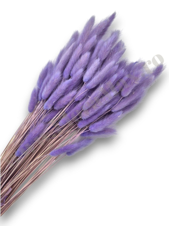 Produse-NOUTATI - Lagurus uscat - Flori decorative naturale