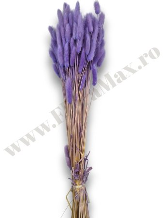 Lagurus uscat - Flori decorative naturale [1]