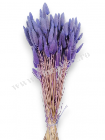 Lagurus uscat - Flori decorative naturale [1]